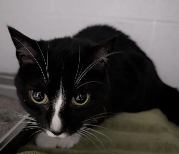 An adult medium-sized female Domestic Short Hair cat named Pixel for adoption in Des Moines, IA