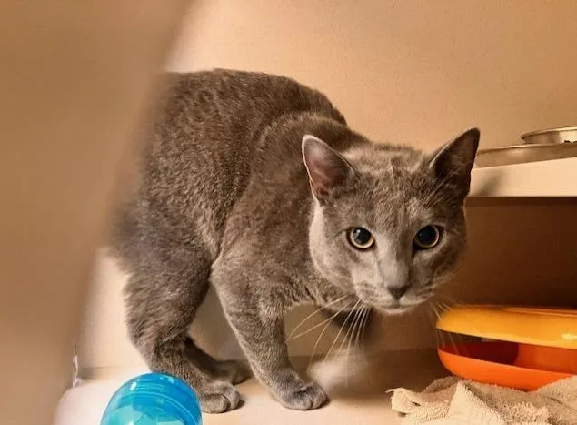 A young small-sized male Domestic Short Hair cat named Doomie for adoption in Denver, CO