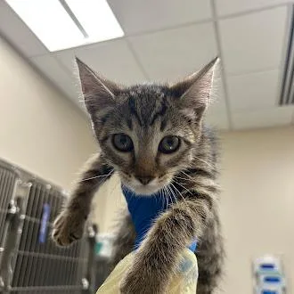 A baby small-sized female Domestic Short Hair cat named Miumiu for adoption in Las Vegas, NV