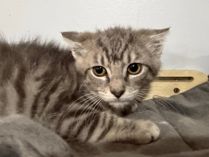 A baby small-sized male Tabby cat named Joe Jonas for adoption in Powell, OH