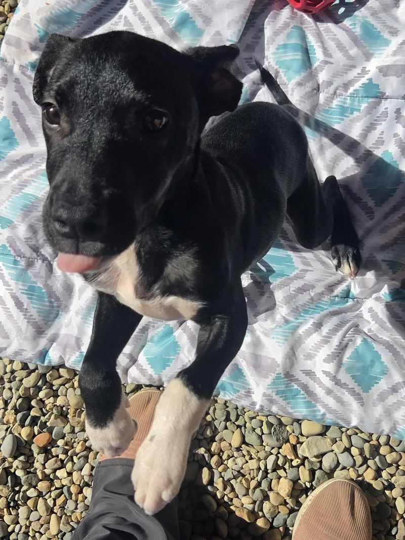 A baby medium-sized male Labrador Retriever dog named Manicotti for adoption in Sterling Heights, MI