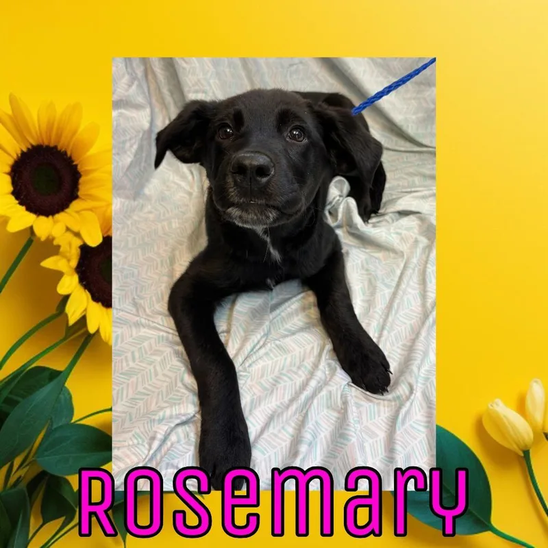 A baby small-sized female Black Black Labrador Retriever dog named Rosemary for adoption in Royse City, TX