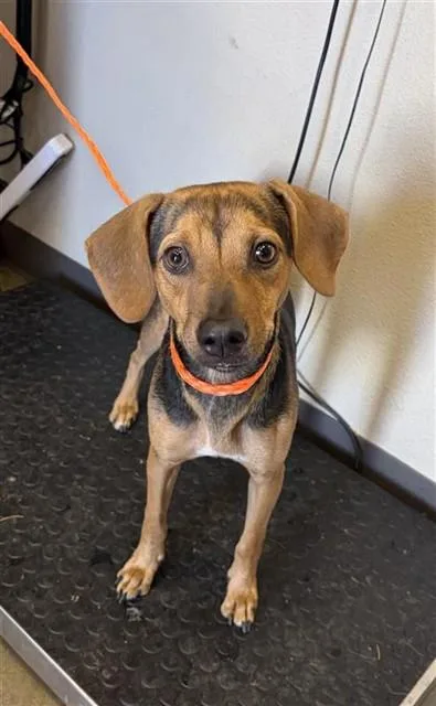A young medium-sized male Beagle dog named Cody for adoption in Ontario, CA