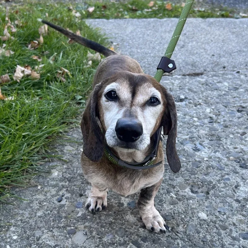 A senior small-sized male Brown / Chocolate Dachshund dog named Toby for adoption in Middletown, NY