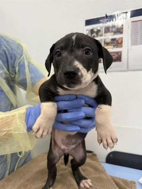 A baby large-sized male Pit Bull Terrier dog named Acorn for adoption in Mesa, AZ