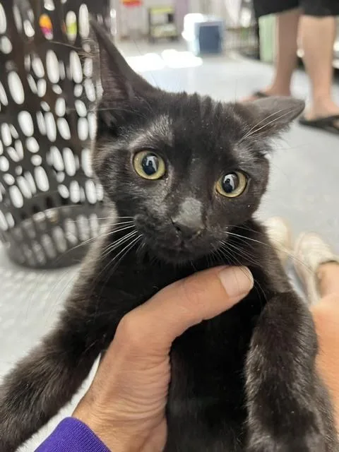 A baby small-sized female Black Domestic Short Hair cat named Kya for adoption in Anoka, MN
