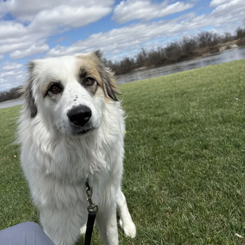 Goose