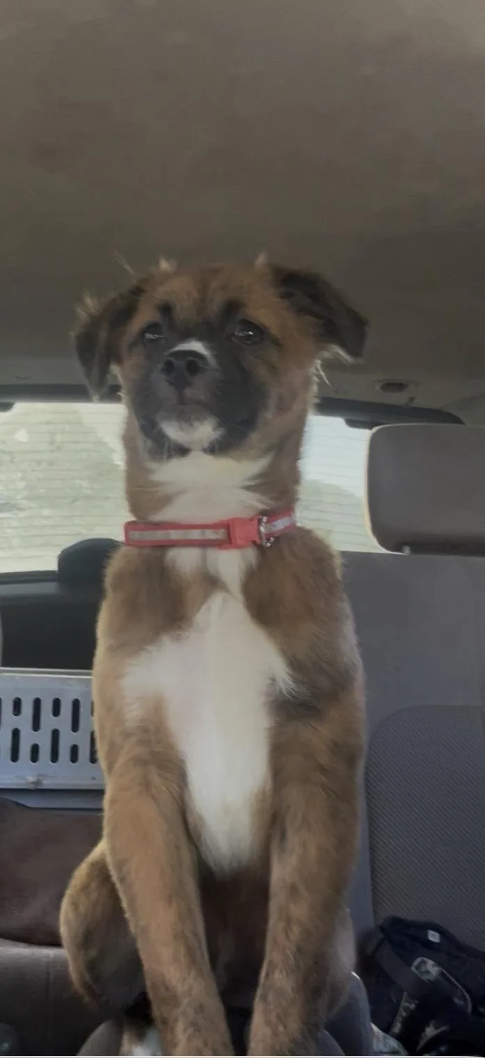 A baby small-sized female Red / Chestnut / Orange Pomeranian dog named Noelle for adoption in Humacao, PR