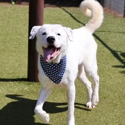 A young large-sized male Labrador Retriever dog named Huck for adoption in Danbury, CT