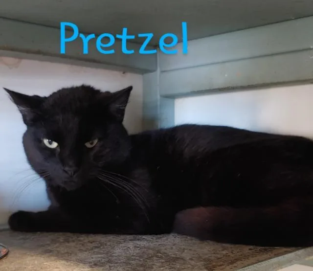 An adult medium-sized male Domestic Short Hair cat named Pretzel for adoption in Sorrento, LA