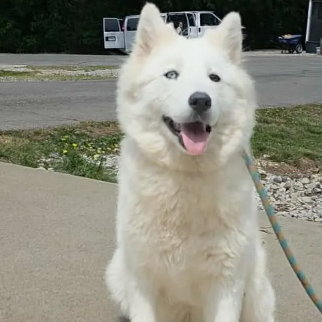 A young medium-sized female White / Cream Mixed Breed dog named Snowcone for adoption in Washington Township, OH