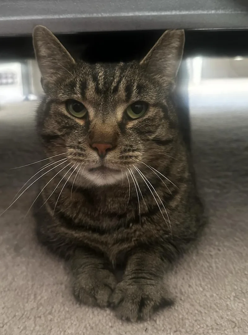 Mr. Bill thumbnail 2