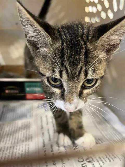 A young small-sized male Domestic Short Hair cat named A for adoption in Palmetto, FL