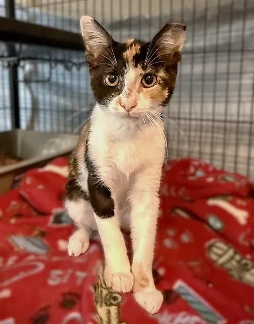 A baby small-sized female Domestic Short Hair cat named Pixel for adoption in Sacramento, CA