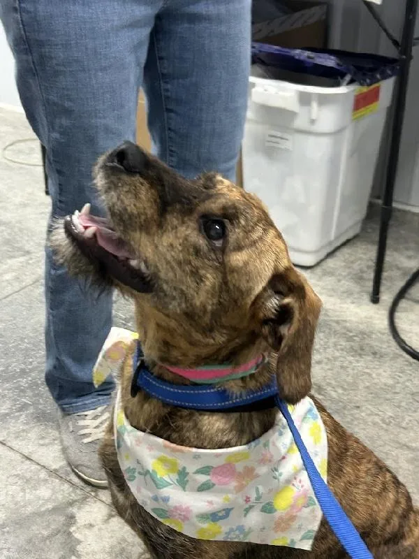 A young medium-sized female Wire Fox Terrier dog named Karly for adoption in Aurora, IL