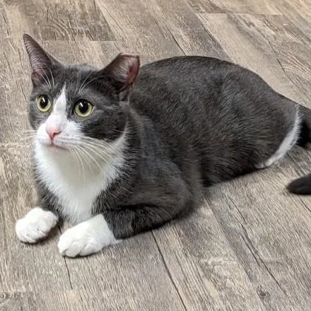 A young small-sized female Gray & White Domestic Short Hair cat named Mallory for adoption in East Amherst, NY