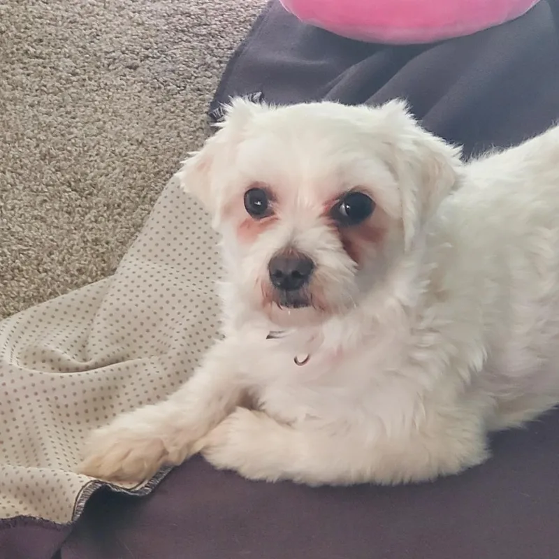 An adult small-sized female White / Cream Maltese dog named Lily Mae for adoption in Rochester, MN