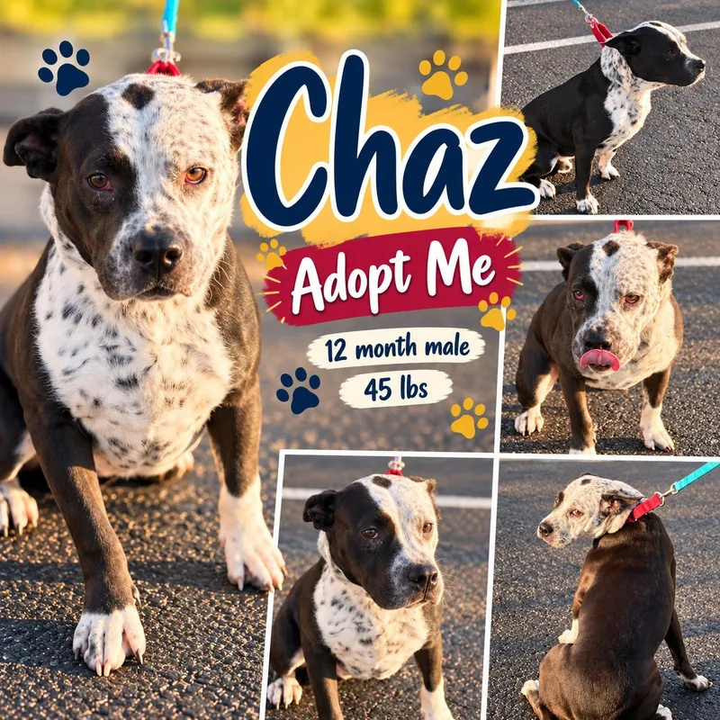 A young medium-sized male Black Bulldog dog named Chaz for adoption in Jackson, TN