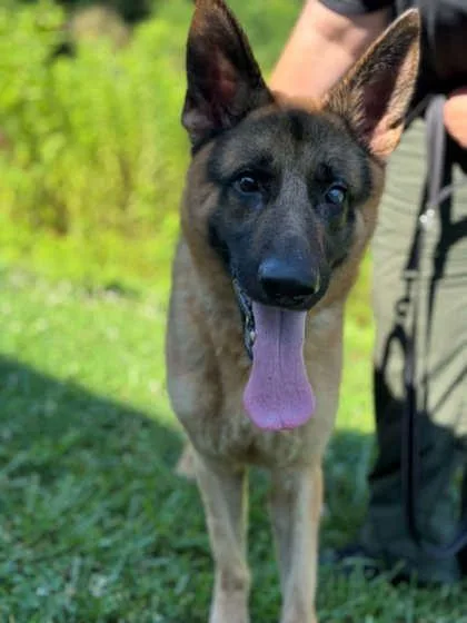 An adult large-sized male German Shepherd Dog dog named Bud Buddy for adoption in Gastonia, NC