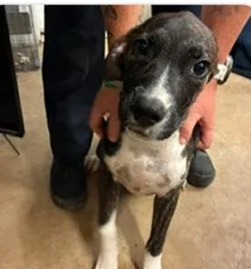 A baby medium-sized male Mixed Breed dog named Thor for adoption in West Chester, PA