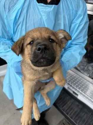 A baby large-sized male German Shepherd Dog dog named Rambo for adoption in Fresno, CA