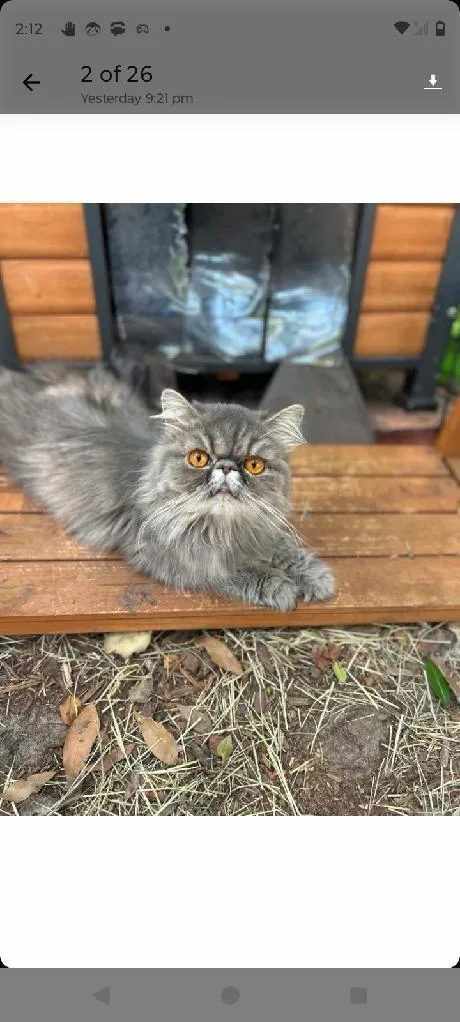 An adult medium-sized female Persian cat named Perola for adoption in Margate, FL
