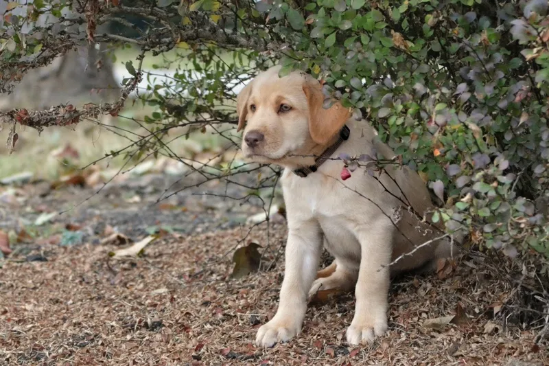 A baby large-sized male Yellow / Tan / Blond / Fawn Yellow Labrador Retriever dog named Tennessee for adoption in Spring hill, TN