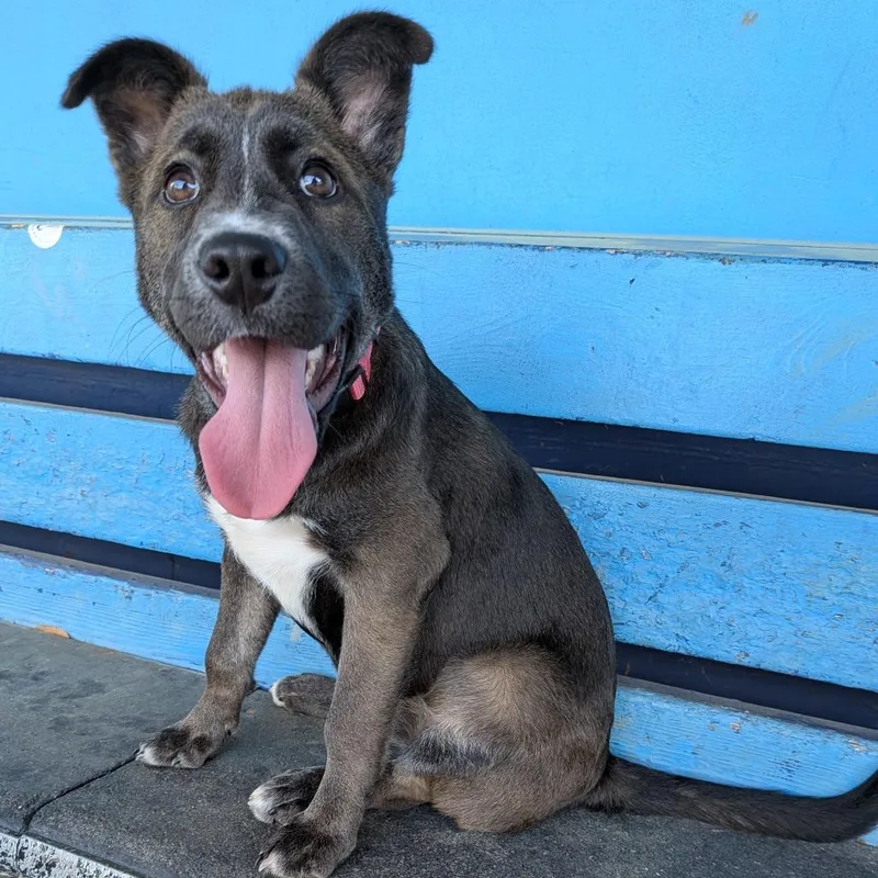 A baby small-sized female Sable Husky dog named Sasha for adoption in Fairfax Station, VA