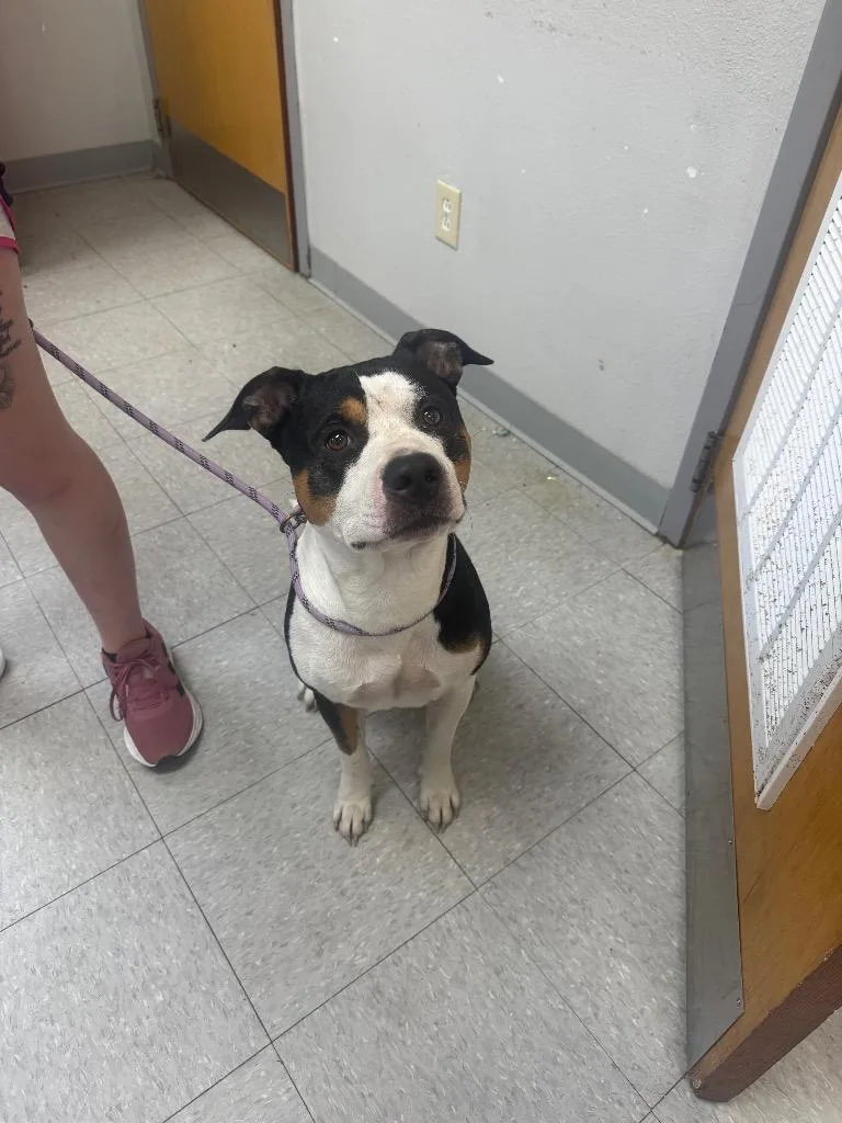 An adult medium-sized male American Staffordshire Terrier dog named Aldean for adoption in Sorrento, LA