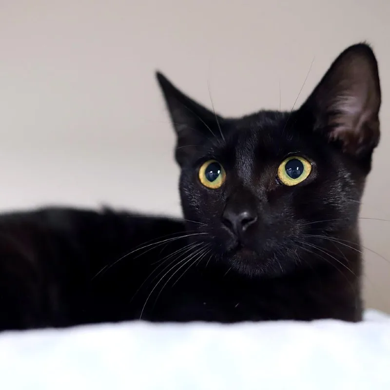 A baby small-sized male Black Domestic Short Hair cat named Spark Plug for adoption in Los Angeles, CA
