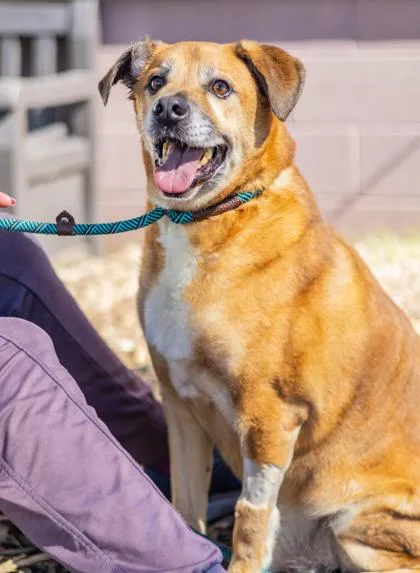 A senior large-sized male Mixed Breed dog named Steadham for adoption in Chamblee, GA