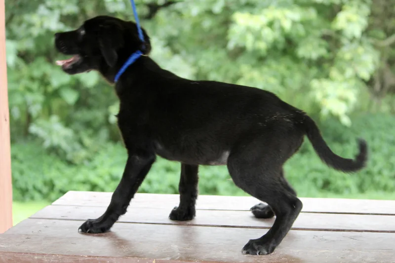 A baby medium-sized male Black Mixed Breed dog named Messi for adoption in Brazil, IN