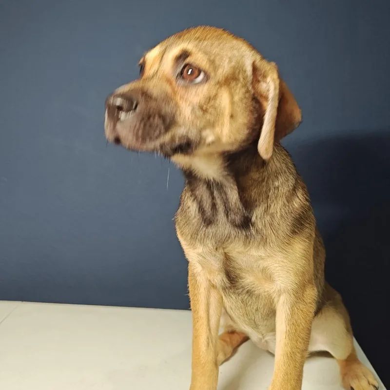 A baby medium-sized female Yellow / Tan / Blond / Fawn Shepherd dog named Lil Sis for adoption in Wadena, MN