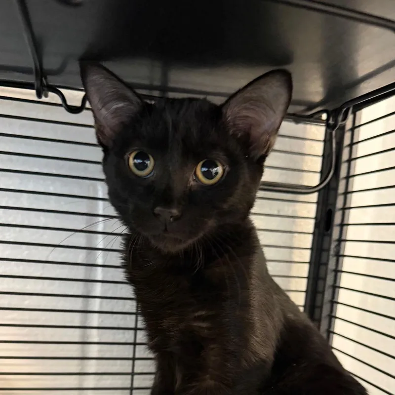 A baby medium-sized male Black Domestic Short Hair cat named Winston for adoption in Hampton Bays, NY