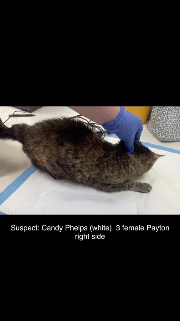 Peyton thumbnail 3