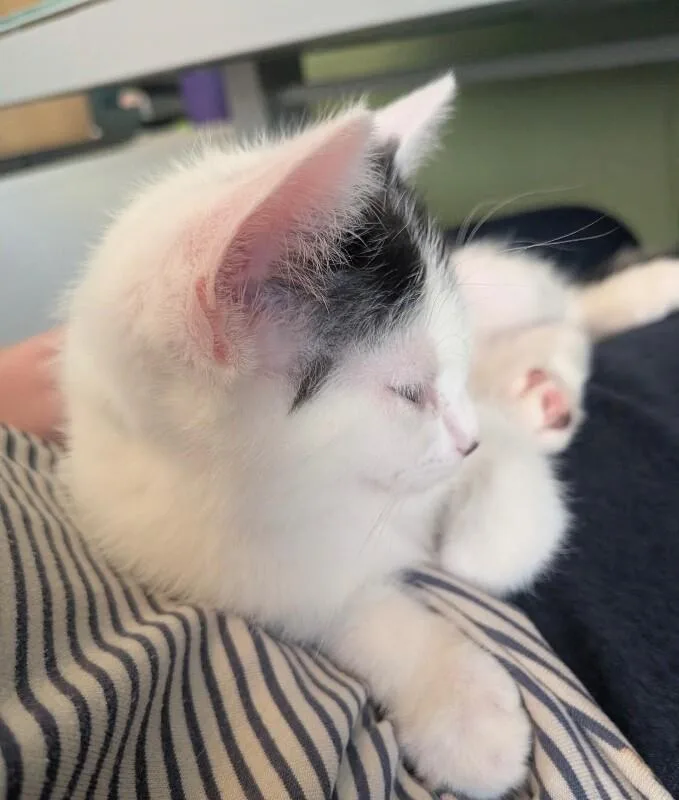 A baby small-sized female White Turkish Van cat named Dice Games Litter for adoption in Anthem, AZ