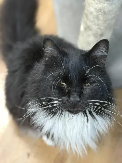 An adult medium-sized male Black & White / Tuxedo Domestic Long Hair cat named Al for adoption in Towanda, PA
