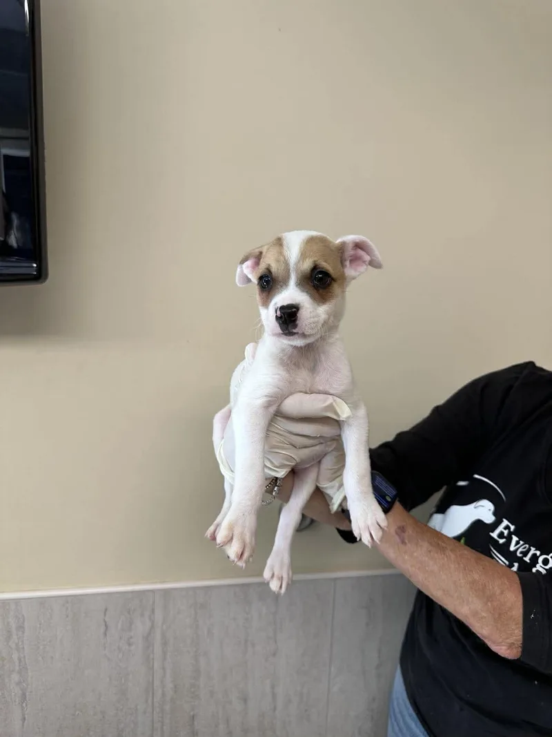 Capucine Pup Tuscany