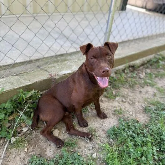 An adult small-sized male Brown / Chocolate Labrador Retriever dog named Micholas for adoption in Carencro, LA