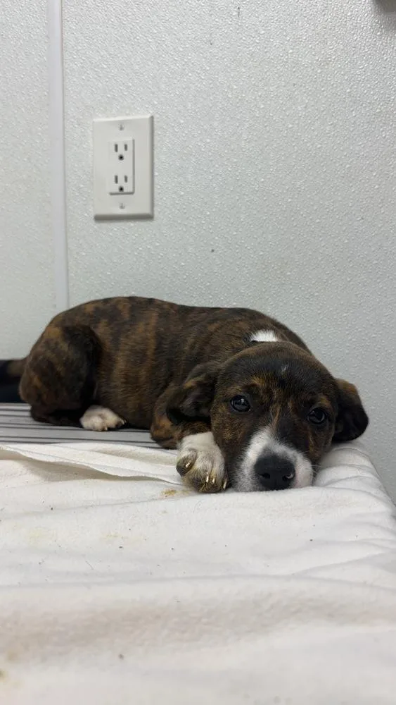 A baby large-sized female Boxer dog named AAD New Arrival! for adoption in Armonk, NY