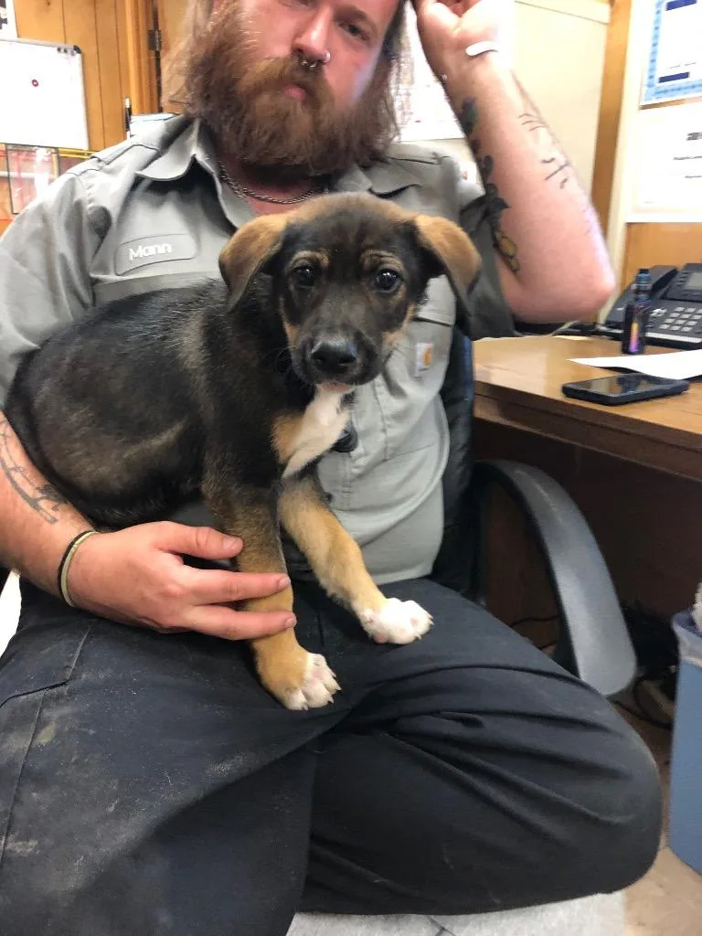 A baby medium-sized male Labrador Retriever dog named Sebastian for adoption in Benton, AR