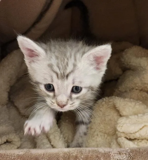 A baby small-sized male Domestic Short Hair cat named Zippo for adoption in Canton, GA