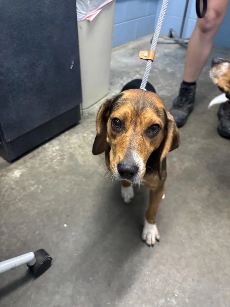 An adult medium-sized male Tricolor (Brown, Black, & White) Beagle dog named Chevy for adoption in Evansville, IN