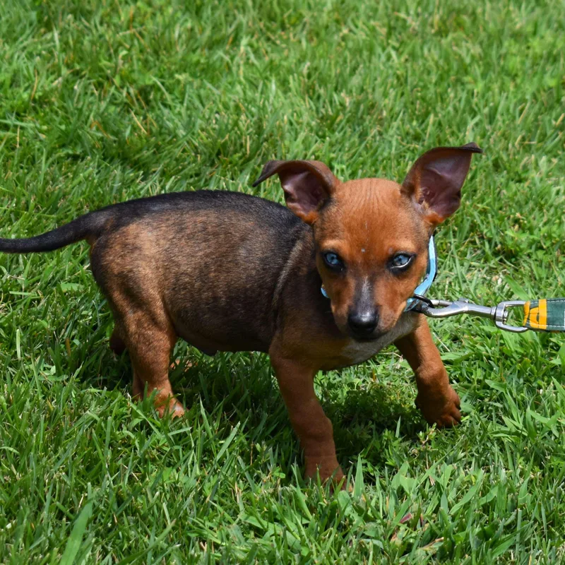 A baby medium-sized male Yellow / Tan / Blond / Fawn Mixed Breed dog named Diego for adoption in Searcy, AR