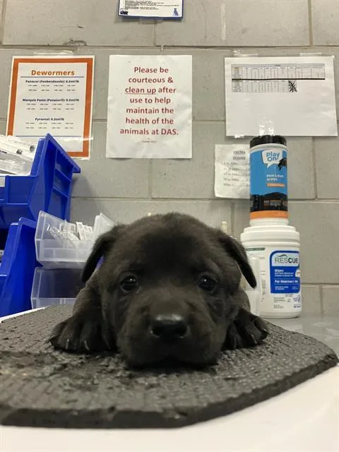 A baby medium-sized male Mixed Breed dog named Donner for adoption in Dallas, TX