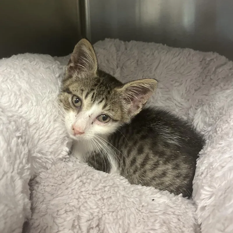 A baby small-sized male Domestic Short Hair cat named Jesse McCartney for adoption in Houston, TX