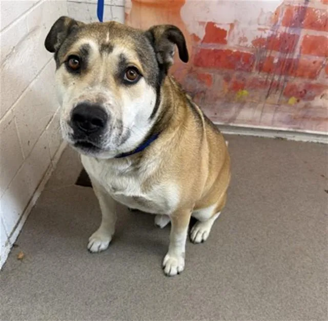 An adult large-sized male German Shepherd Dog dog named King for adoption in San Bernardino, CA