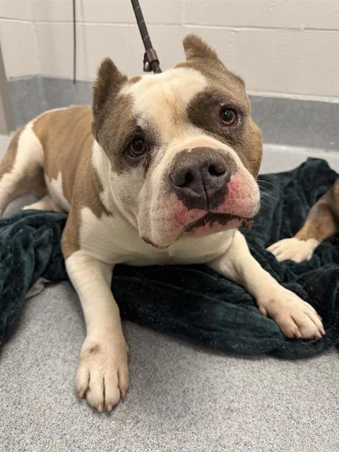 An adult large-sized male Pit Bull Terrier dog named Ricearoni for adoption in Indianapolis, IN