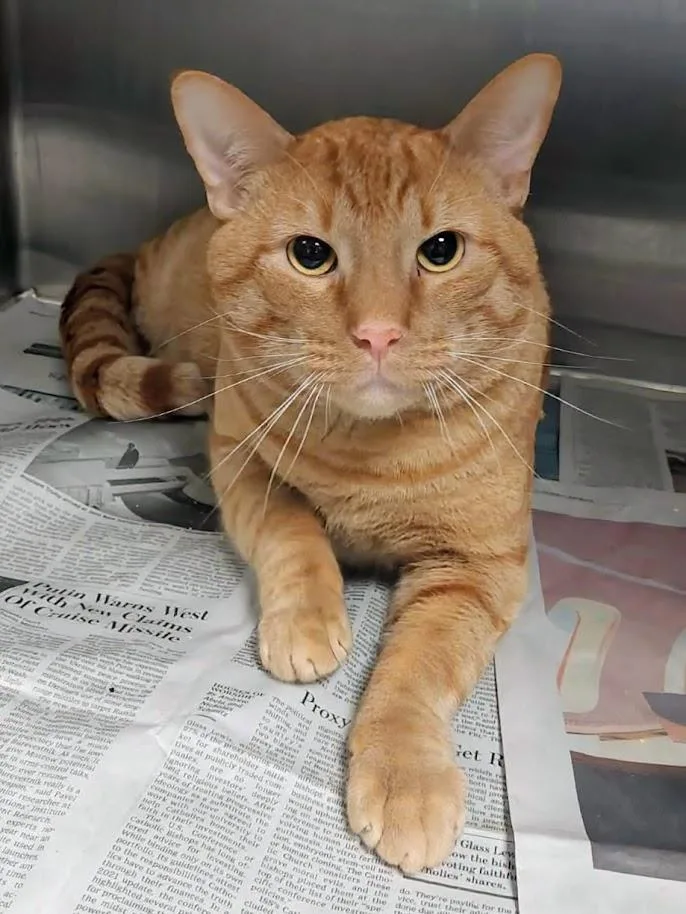 Godzilla thumbnail 2