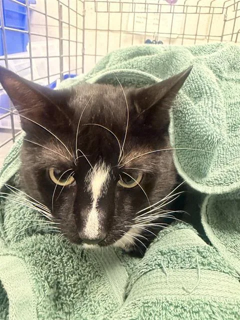 An adult medium-sized male Domestic Short Hair cat named Luna for adoption in Dallas, TX